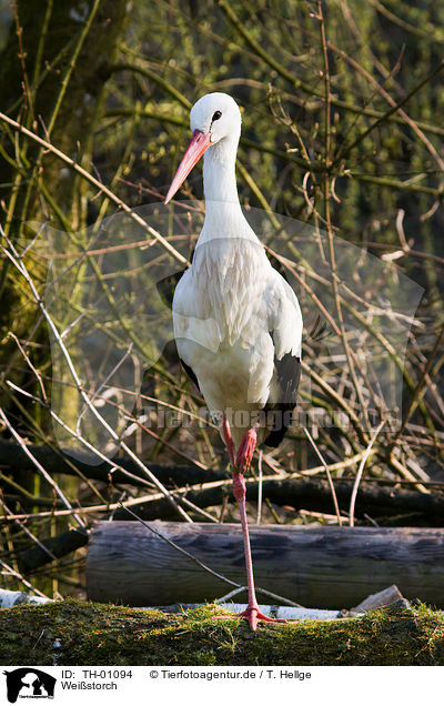 Wei�storch / white stork / TH-01094
