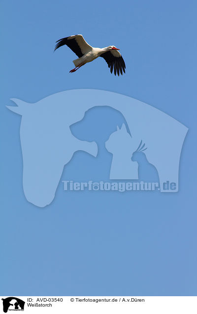 Wei�storch / white stork / AVD-03540