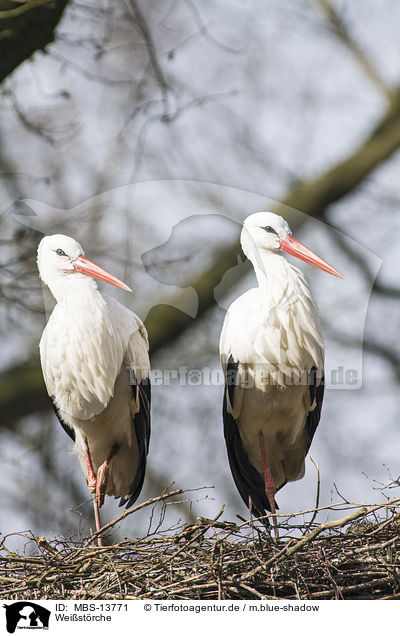 Wei�st�rche / white storks / MBS-13771