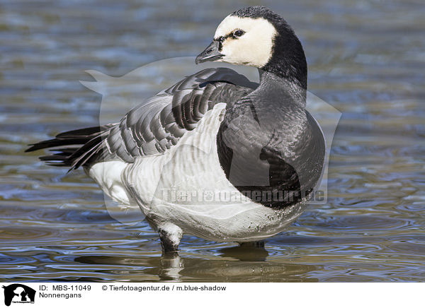 Nonnengans / barnacle goose / MBS-11049