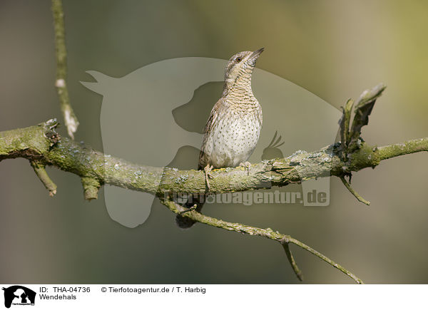 Wendehals / Eurasian wryneck / THA-04736