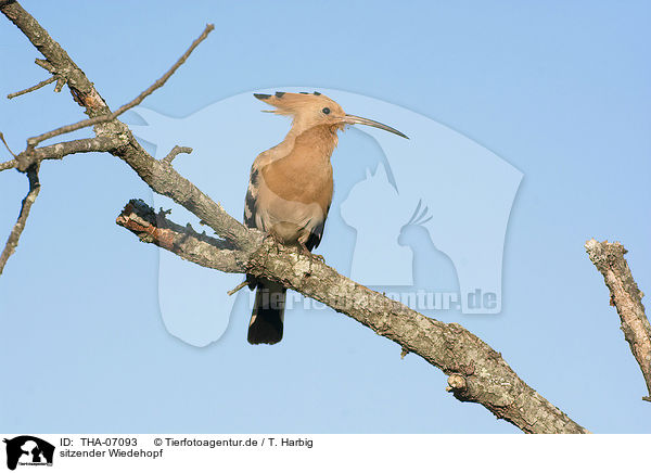 sitzender Wiedehopf / sitting Eurasian Hoopoe / THA-07093