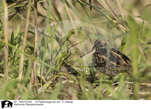 stehende Zwergschnepfe / standing jack Snipe / THA-07220