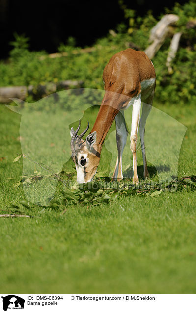 Dama gazelle / DMS-06394