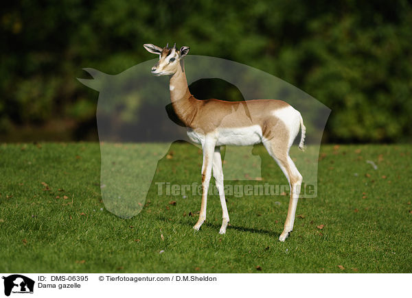 Damagazelle / Dama gazelle / DMS-06395