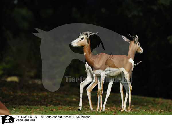 Dama gazelles / DMS-06396