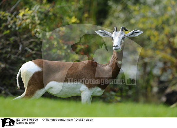 Damagazelle / Dama gazelle / DMS-06399