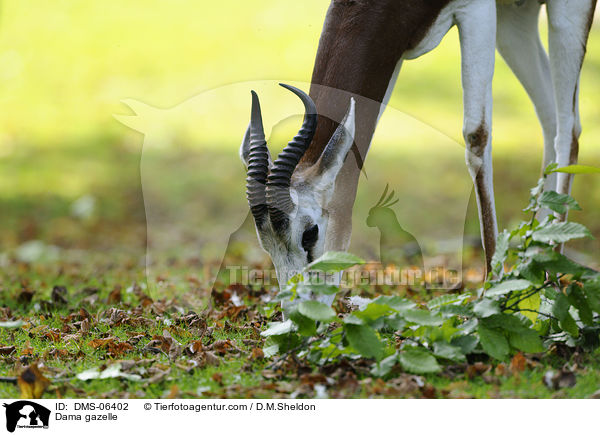 Dama gazelle / DMS-06402
