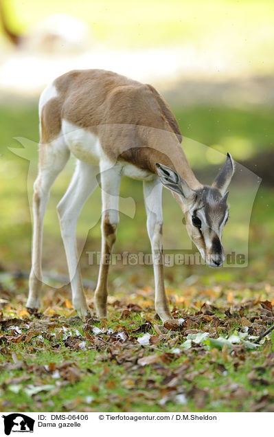 Dama gazelle / DMS-06406
