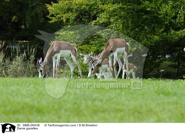 Dama gazelles / DMS-06438