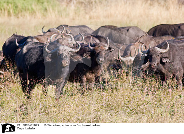 Kaffernbffel / Cape bufallo / MBS-01824