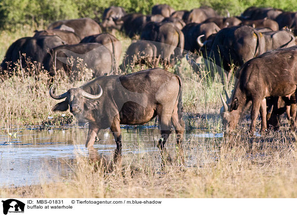 Kaffernbffel am Wasserloch / buffalo at waterhole / MBS-01831