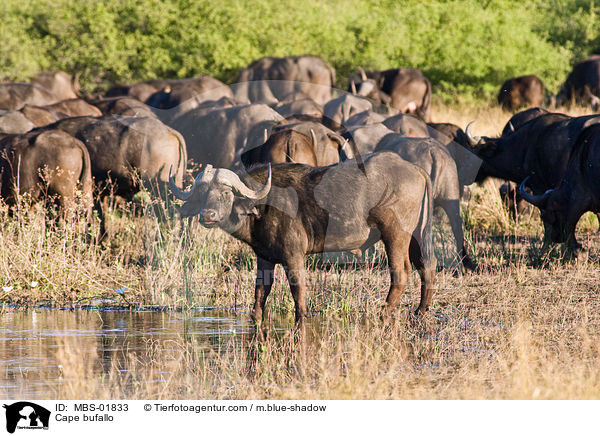 Kaffernbffel / Cape bufallo / MBS-01833