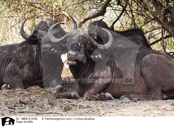 Kaffernbffel / Cape bufallo / MBS-01839