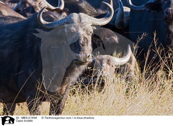 Kaffernbffel / Cape bufallo / MBS-01846