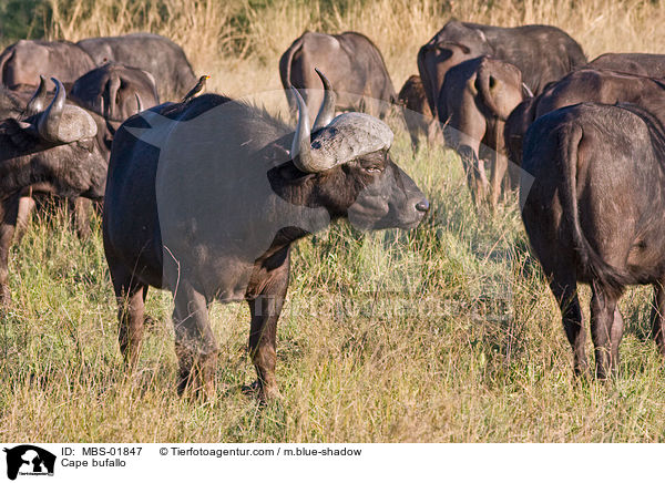 Kaffernbffel / Cape bufallo / MBS-01847