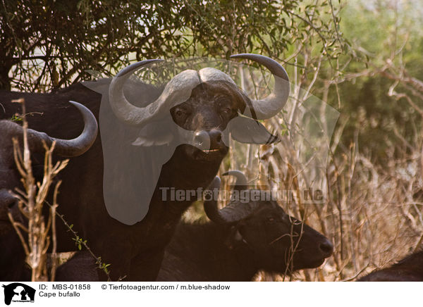Cape bufallo / MBS-01858