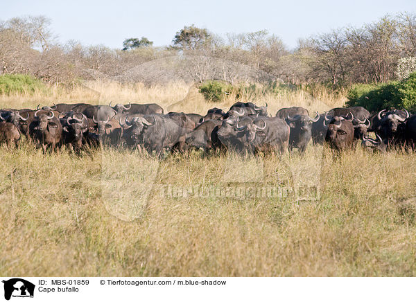 Cape bufallo / MBS-01859