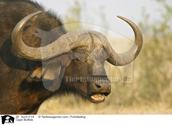 Kaffernbffel / Cape Buffalo / HJ-01719