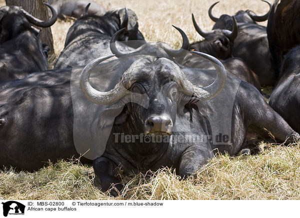 Kaffernbffel / African cape buffalos / MBS-02800