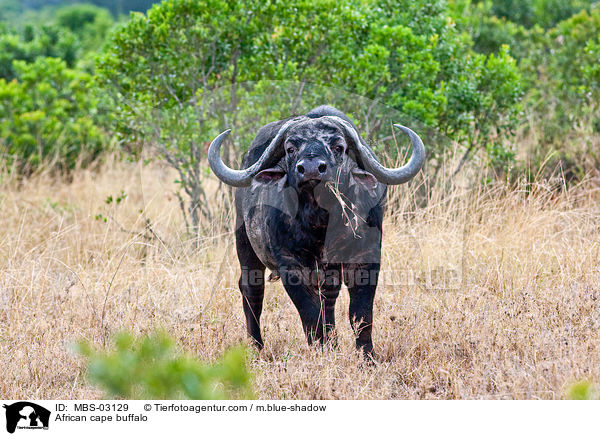 Kaffernbffel / African cape buffalo / MBS-03129
