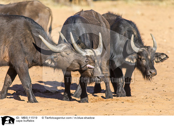 cape buffalos / MBS-11519