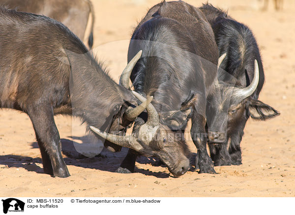 cape buffalos / MBS-11520