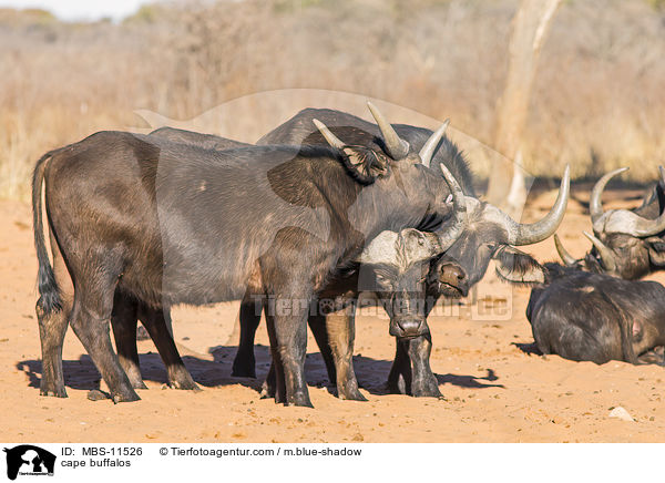 cape buffalos / MBS-11526