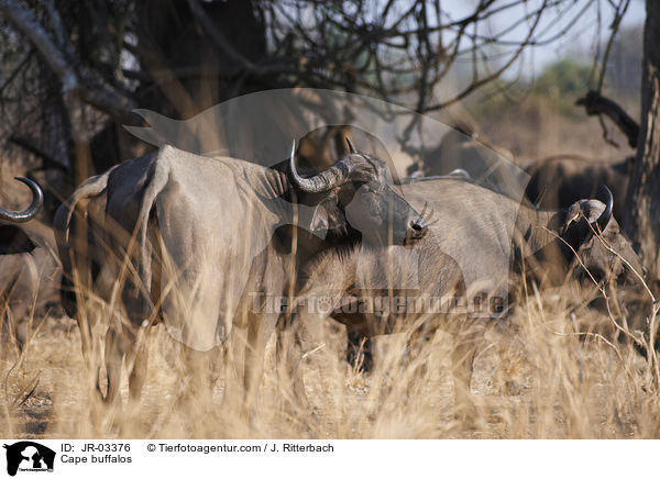 Kaffernbffel / Cape buffalos / JR-03376