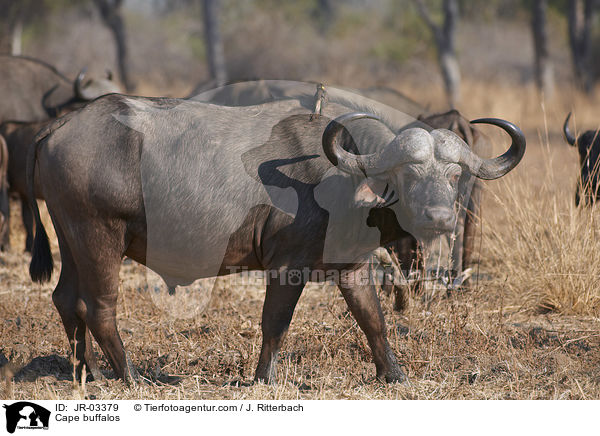 Cape buffalos / JR-03379
