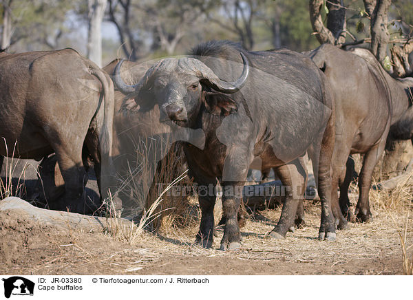 Kaffernbffel / Cape buffalos / JR-03380