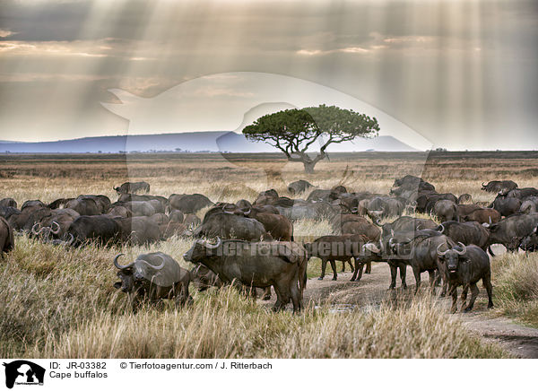 Cape buffalos / JR-03382