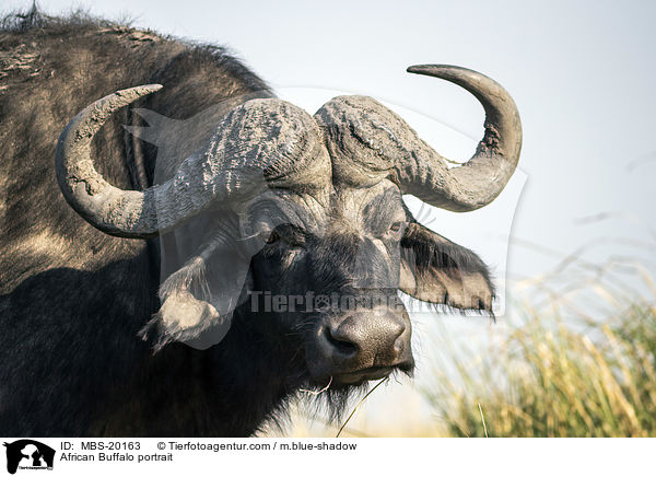 Kaffernbffel Portrait / African Buffalo portrait / MBS-20163