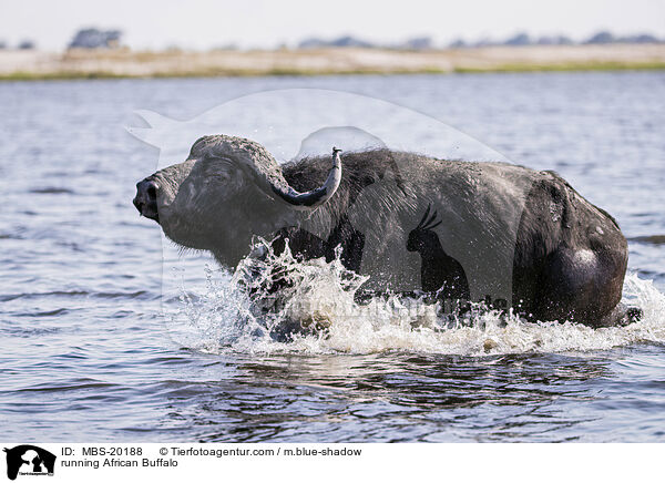 rennender Kaffernbffel / running African Buffalo / MBS-20188