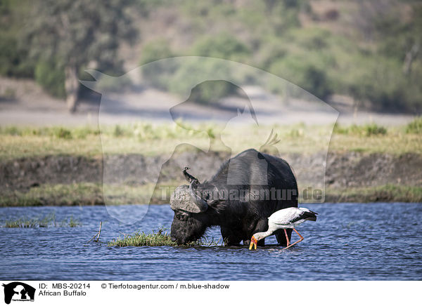 African Buffalo / MBS-20214