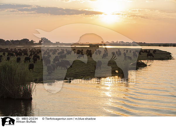 African Buffalo / MBS-20234