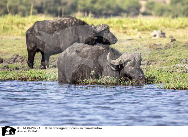 African Buffalo / MBS-20291