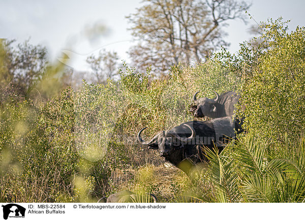 Kaffernbffel / African Buffalos / MBS-22584