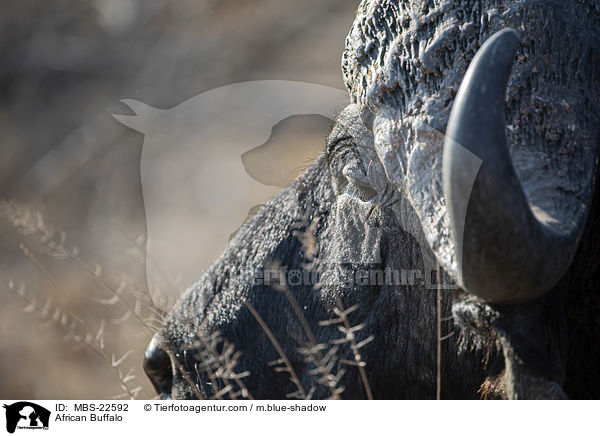 Kaffernbffel / African Buffalo / MBS-22592