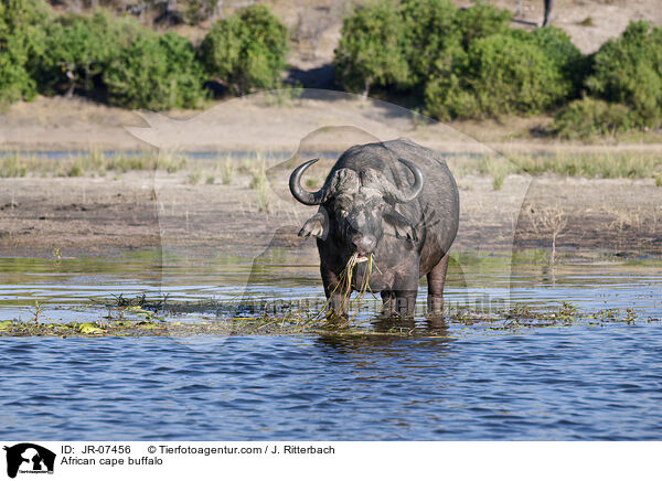 Kaffernbffel / African cape buffalo / JR-07456