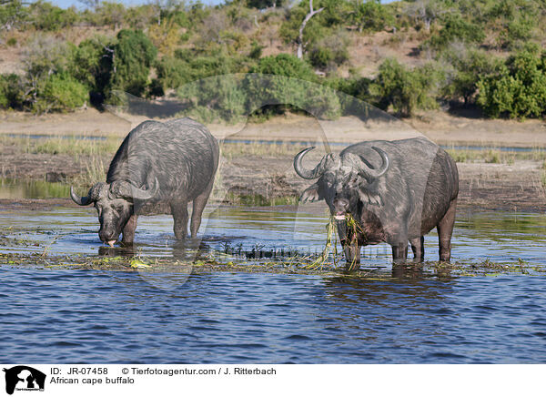 Kaffernbffel / African cape buffalo / JR-07458