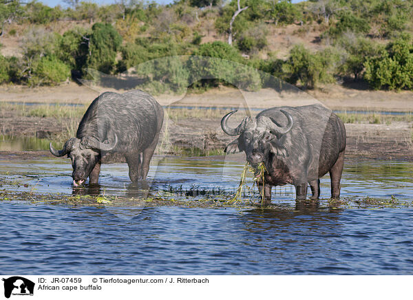 Kaffernbffel / African cape buffalo / JR-07459