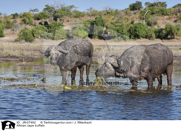 Kaffernbffel / African cape buffalo / JR-07462