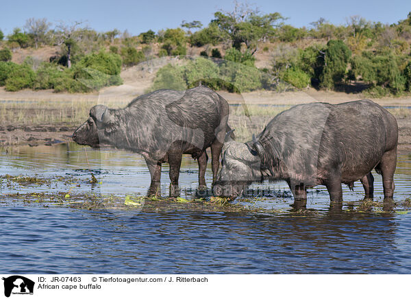 Kaffernbffel / African cape buffalo / JR-07463