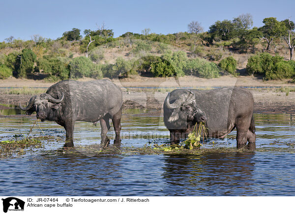 Kaffernbffel / African cape buffalo / JR-07464