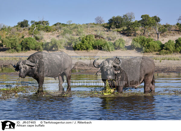 Kaffernbffel / African cape buffalo / JR-07465