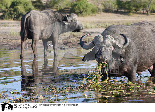 Kaffernbffel / African cape buffalo / JR-07467