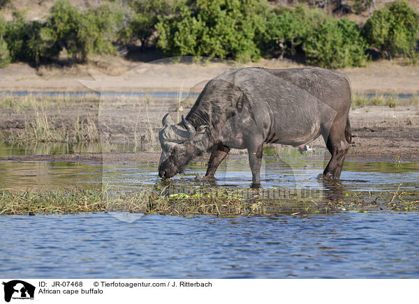 Kaffernbffel / African cape buffalo / JR-07468