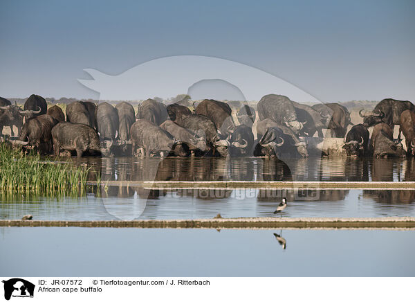 Kaffernbffel / African cape buffalo / JR-07572
