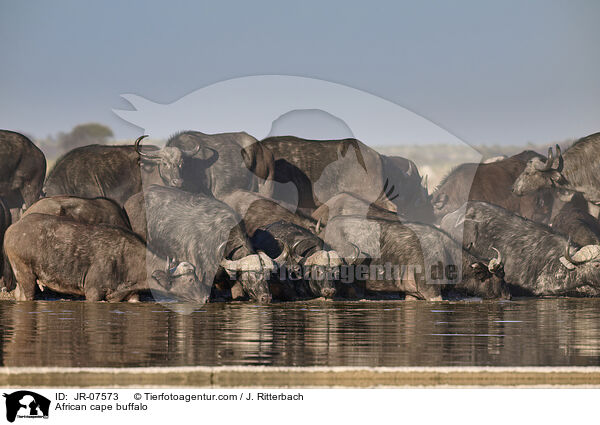 Kaffernbffel / African cape buffalo / JR-07573